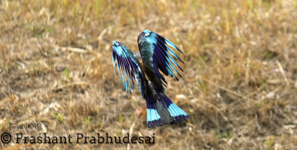 Canon EOS 60D sample photo. Colours of nature photography