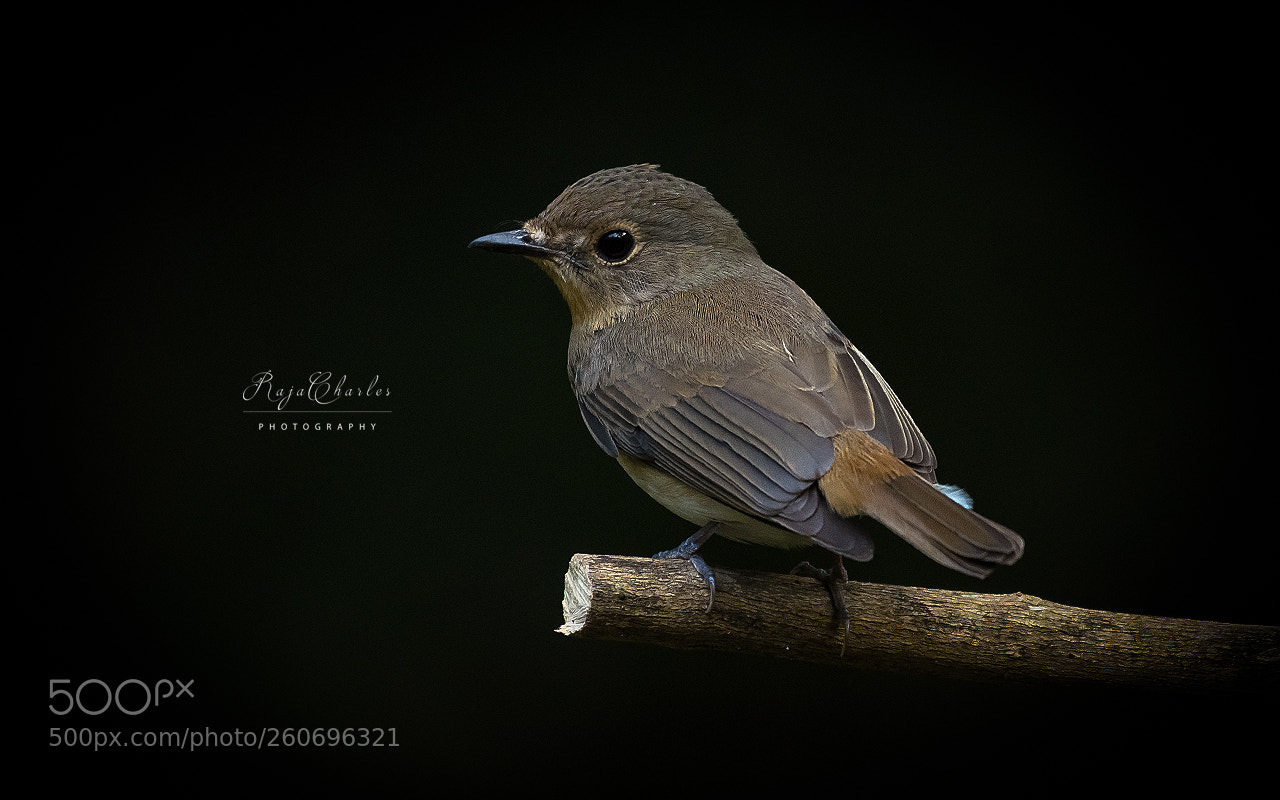Nikon D810 sample photo. Blue throated blue flycatcher photography