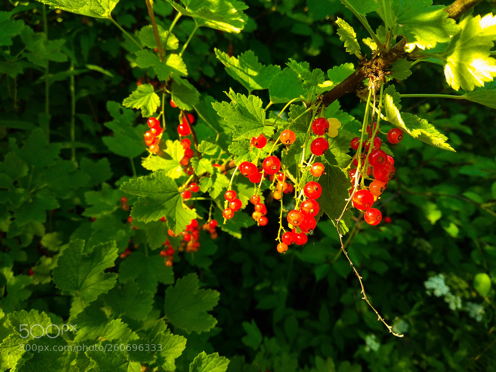 Xiaomi Redmi Note 4 sample photo. Psx_20180603_203142.jpg photography