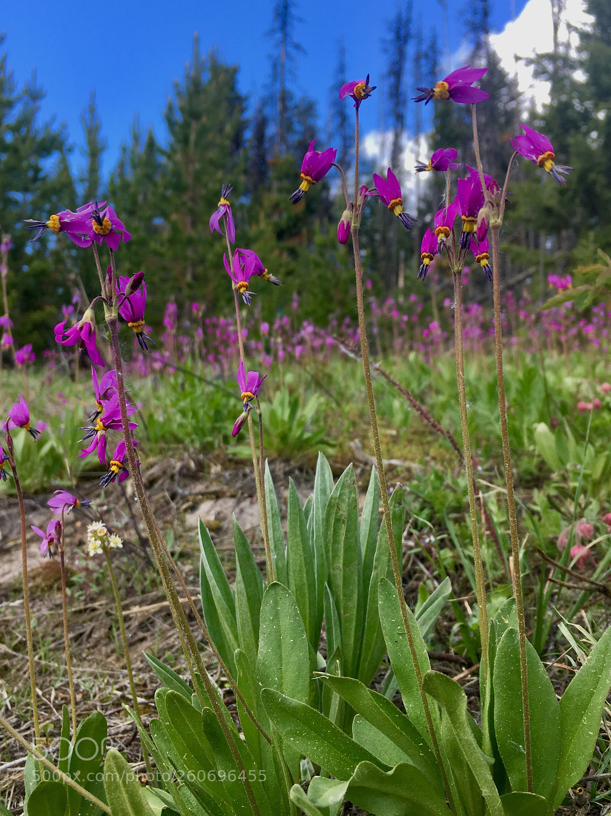Apple iPhone 6s sample photo. Shooting stars photography
