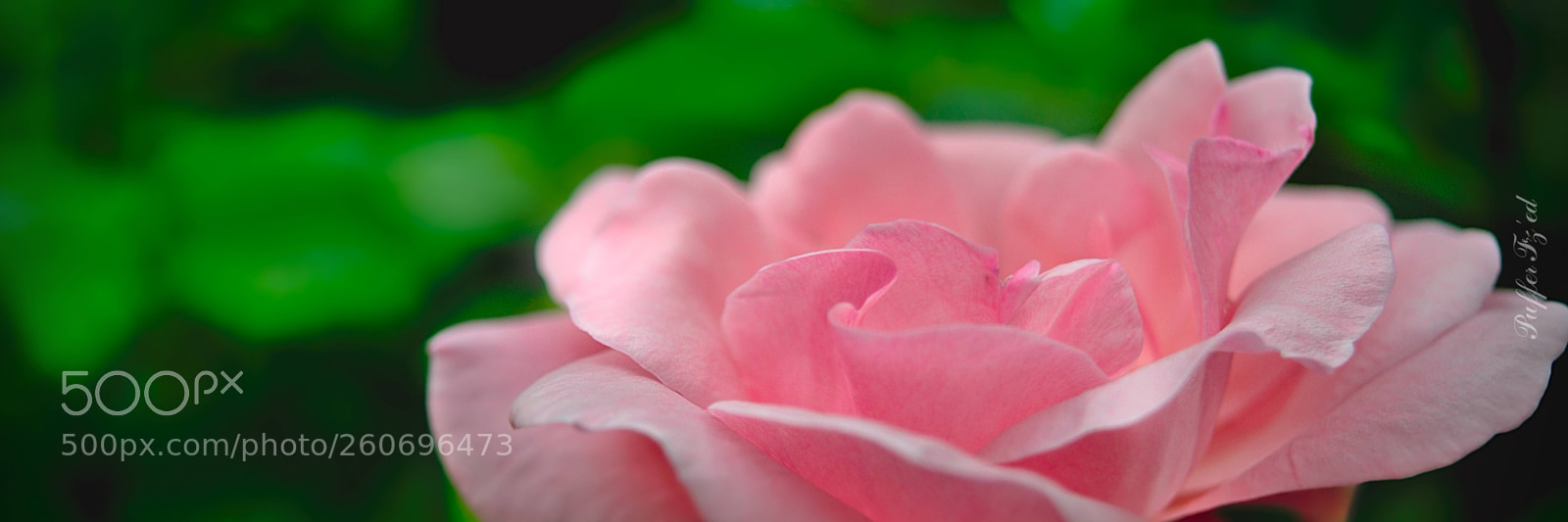 Nikon D3300 sample photo. Flower photography