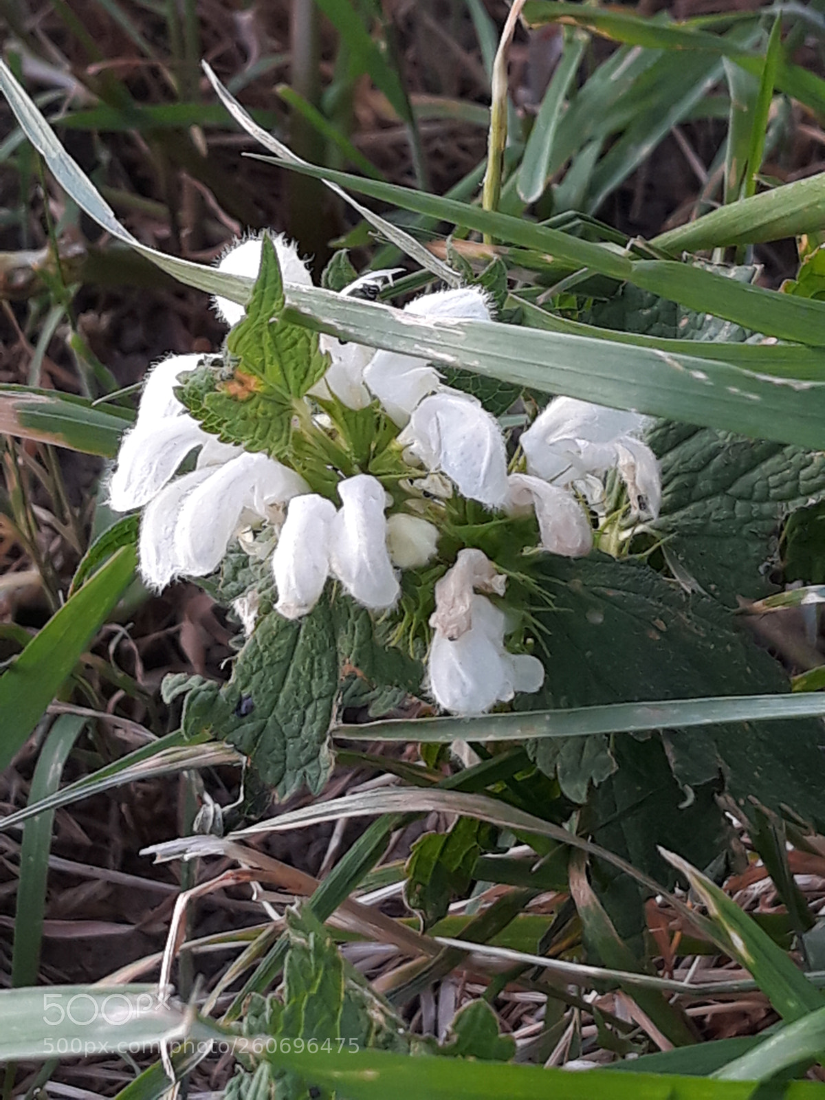 Samsung Galaxy J7 sample photo. Untitled photography