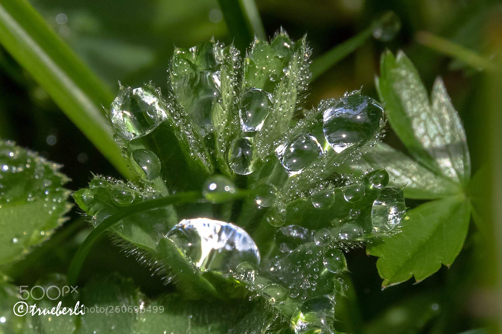 Canon EOS 7D Mark II sample photo. Morning dew photography