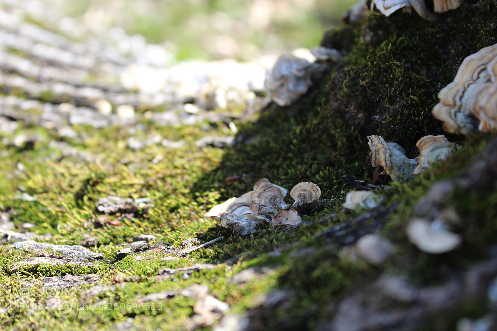 Canon EOS 1300D (EOS Rebel T6 / EOS Kiss X80) sample photo. The hidden vally photography