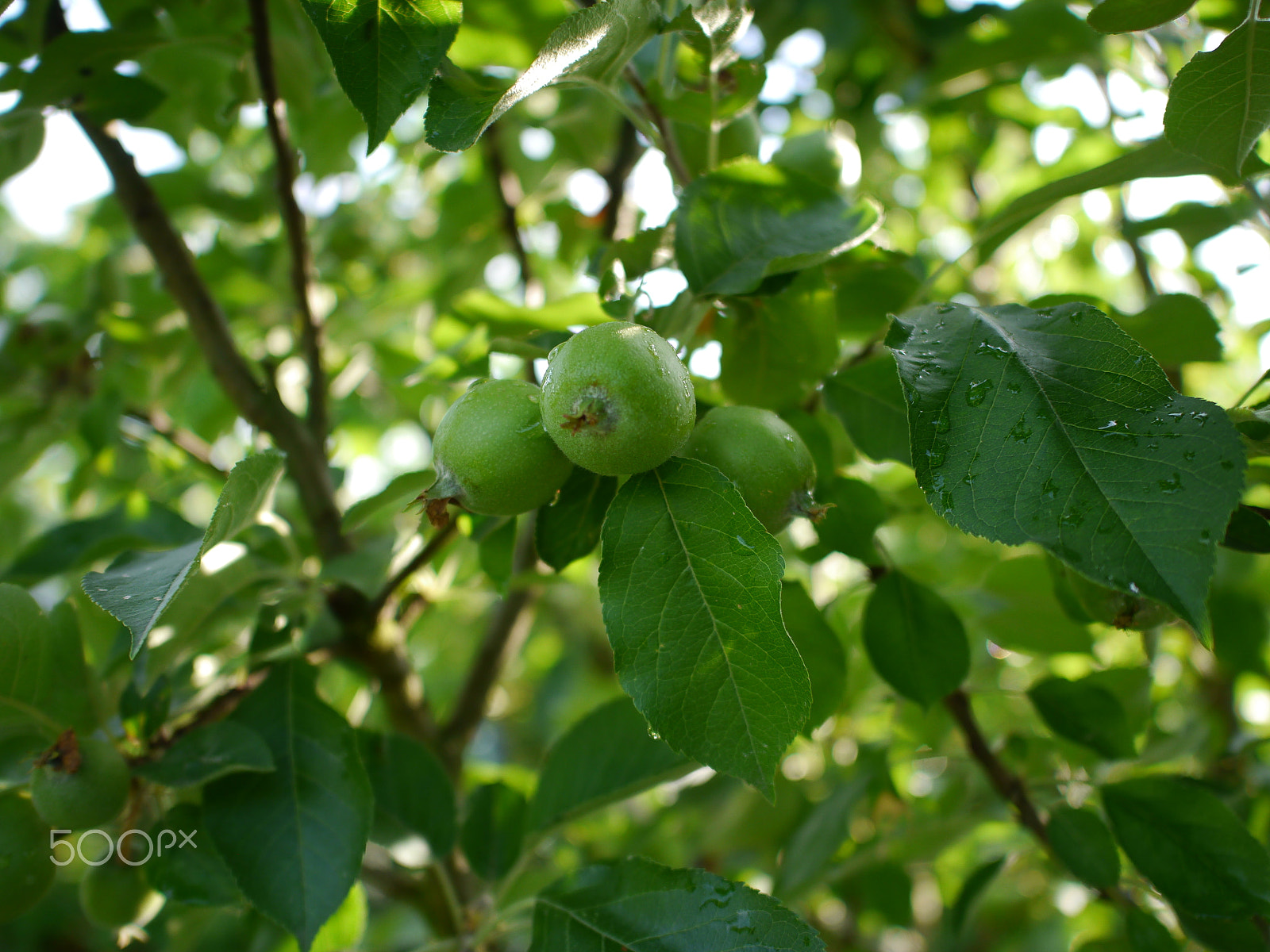 Panasonic Lumix DMC-G5 sample photo. Apple tree photography