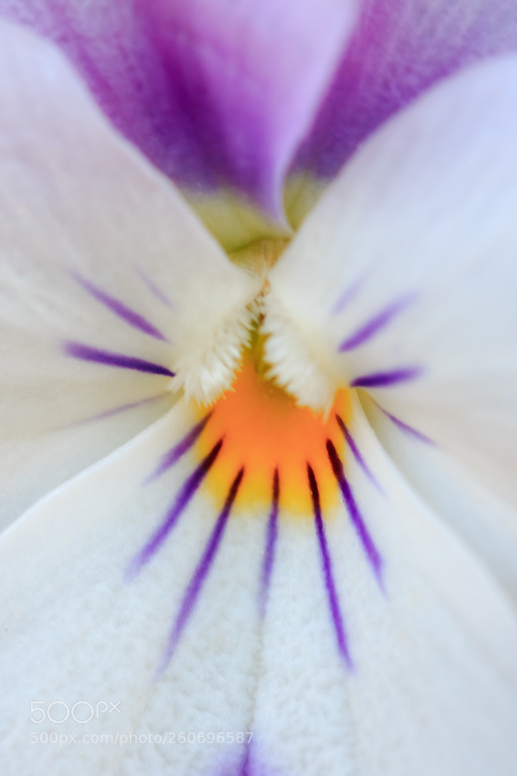 Canon EOS 60D sample photo. Purple rays photography