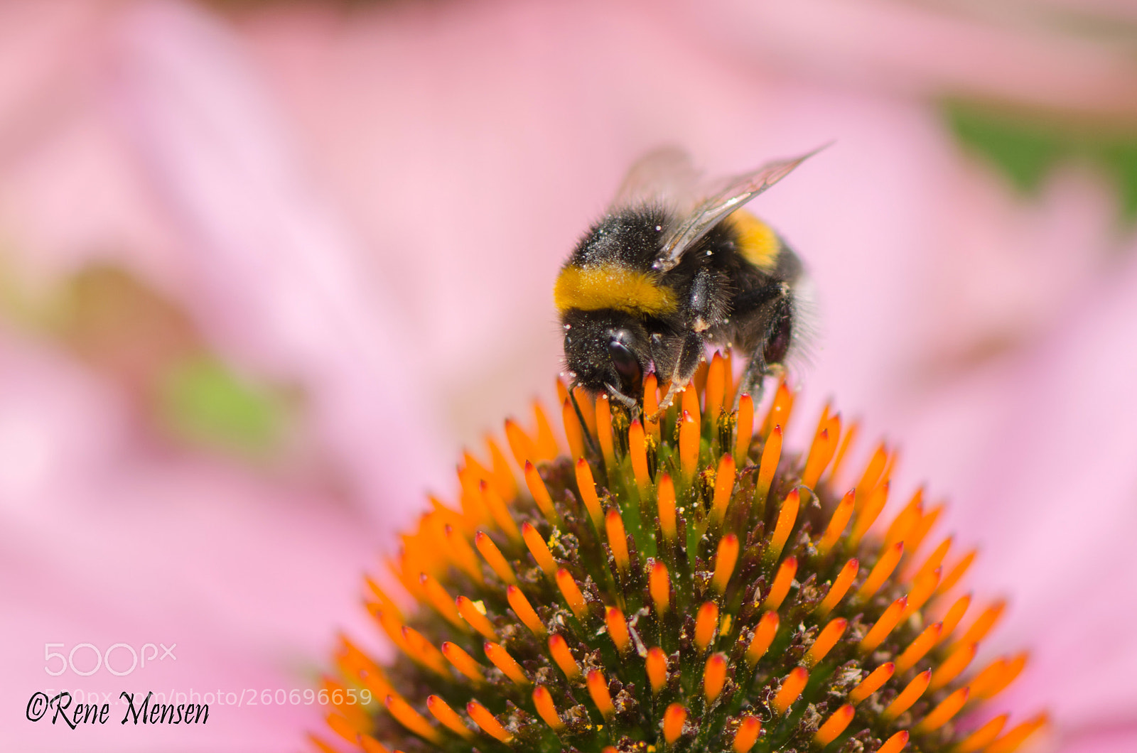 Nikon D5100 sample photo. Bee photography