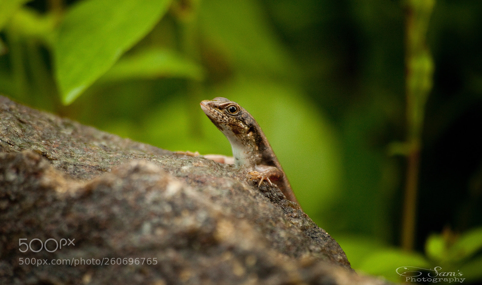 Canon EOS 5D Mark II sample photo. Skink lizard photography