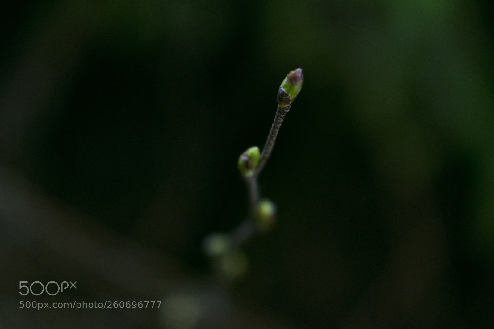 Nikon D3300 sample photo. Untitled photography