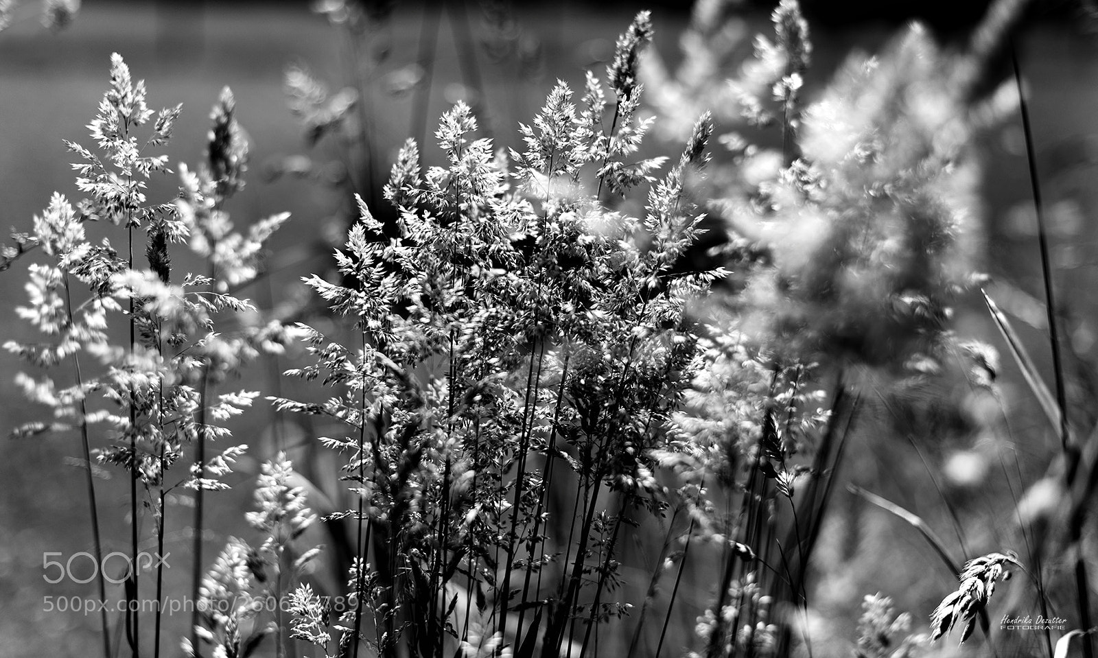Nikon D800 sample photo. Nature in black and photography
