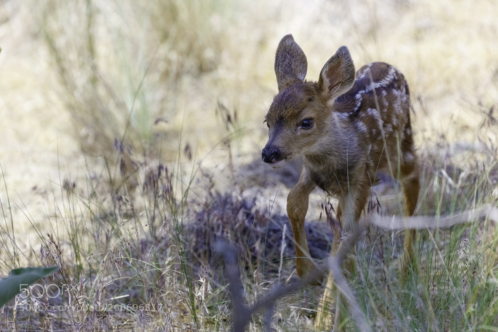 Canon EOS 5DS R sample photo. Little fawn photography