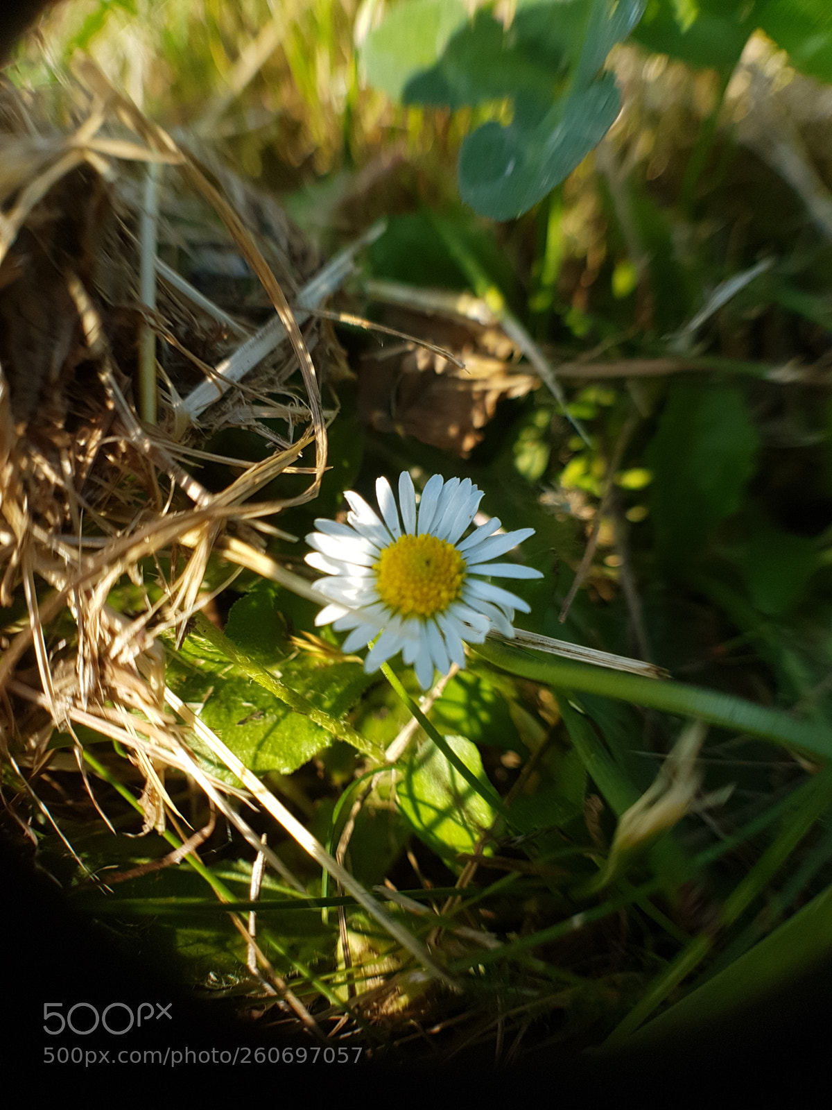Samsung Galaxy S7 sample photo. Untitled photography