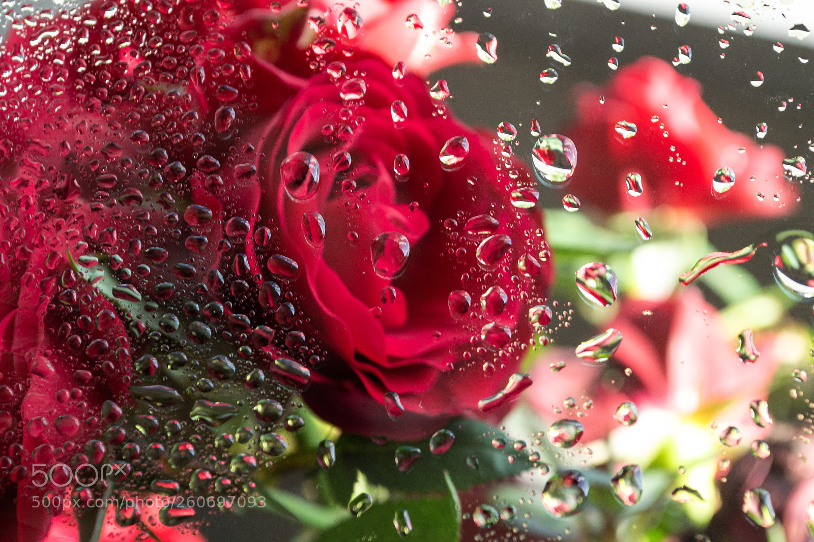 Nikon D3100 sample photo. Rose behind glas photography