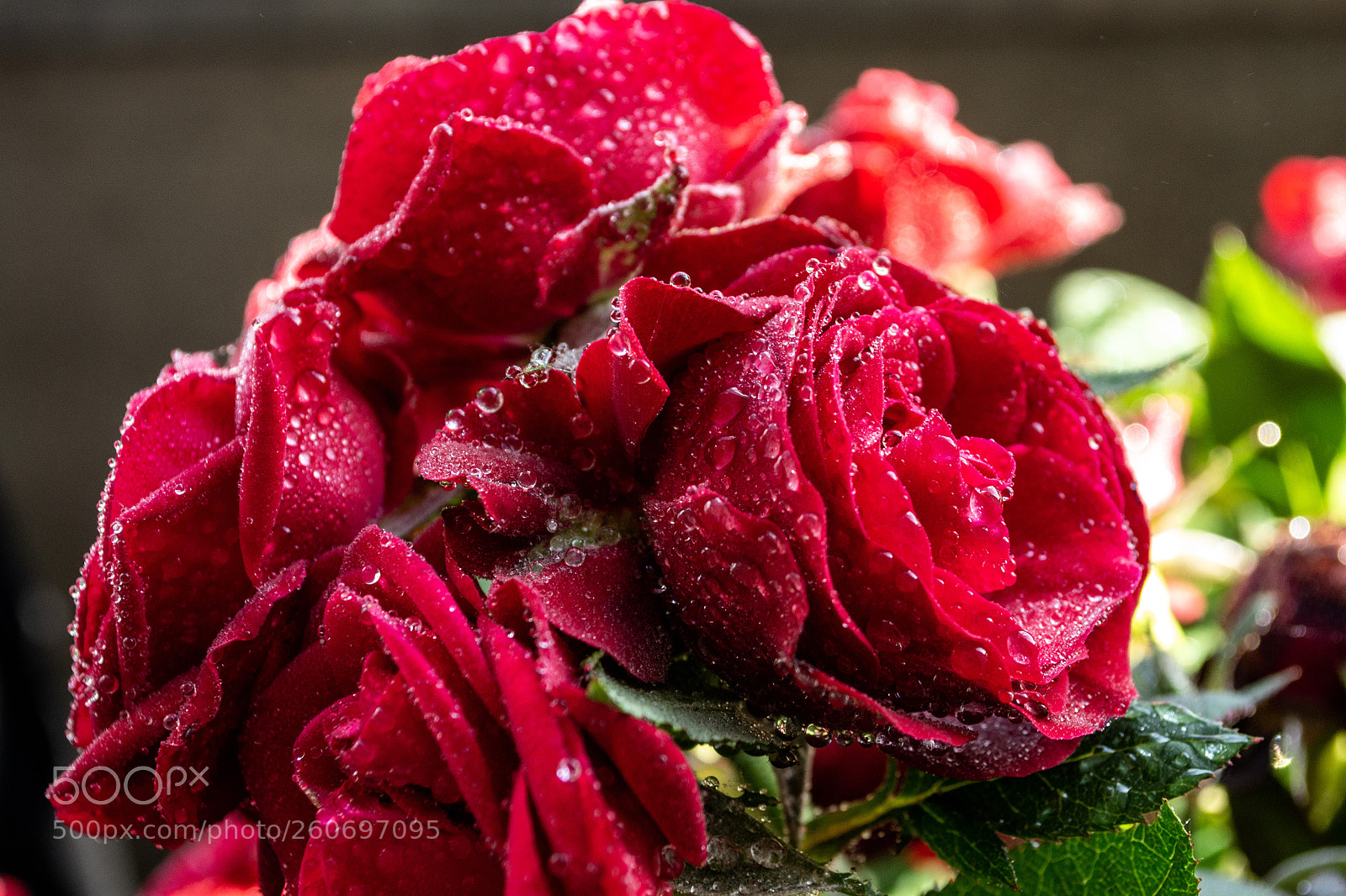 Nikon D3100 sample photo. Rose with water pearls photography