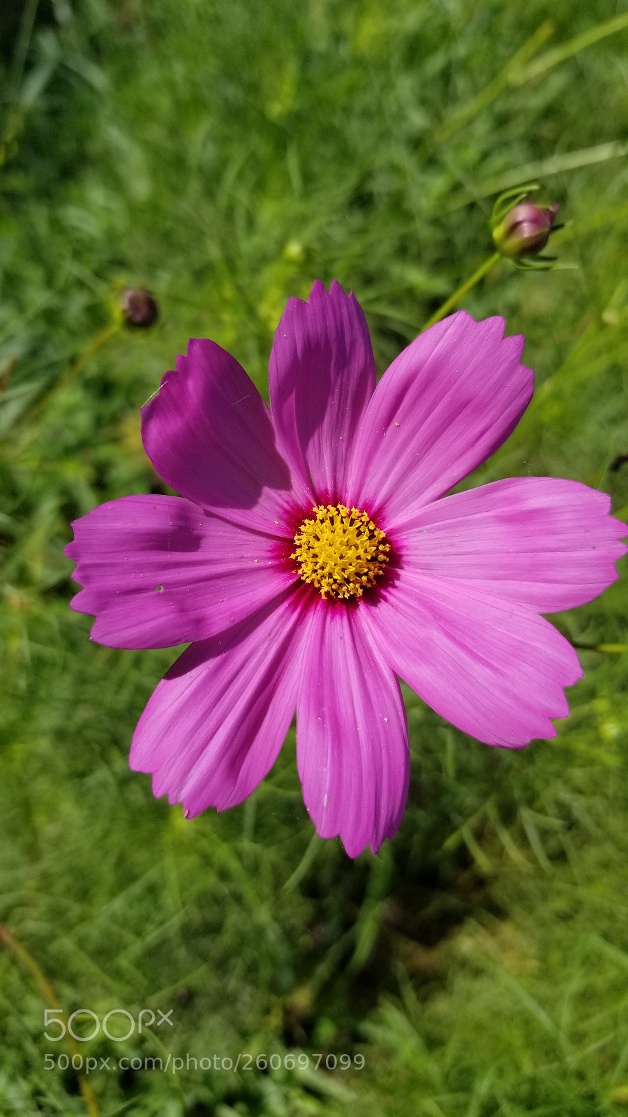 Samsung Galaxy S8+ sample photo. Untitled photography