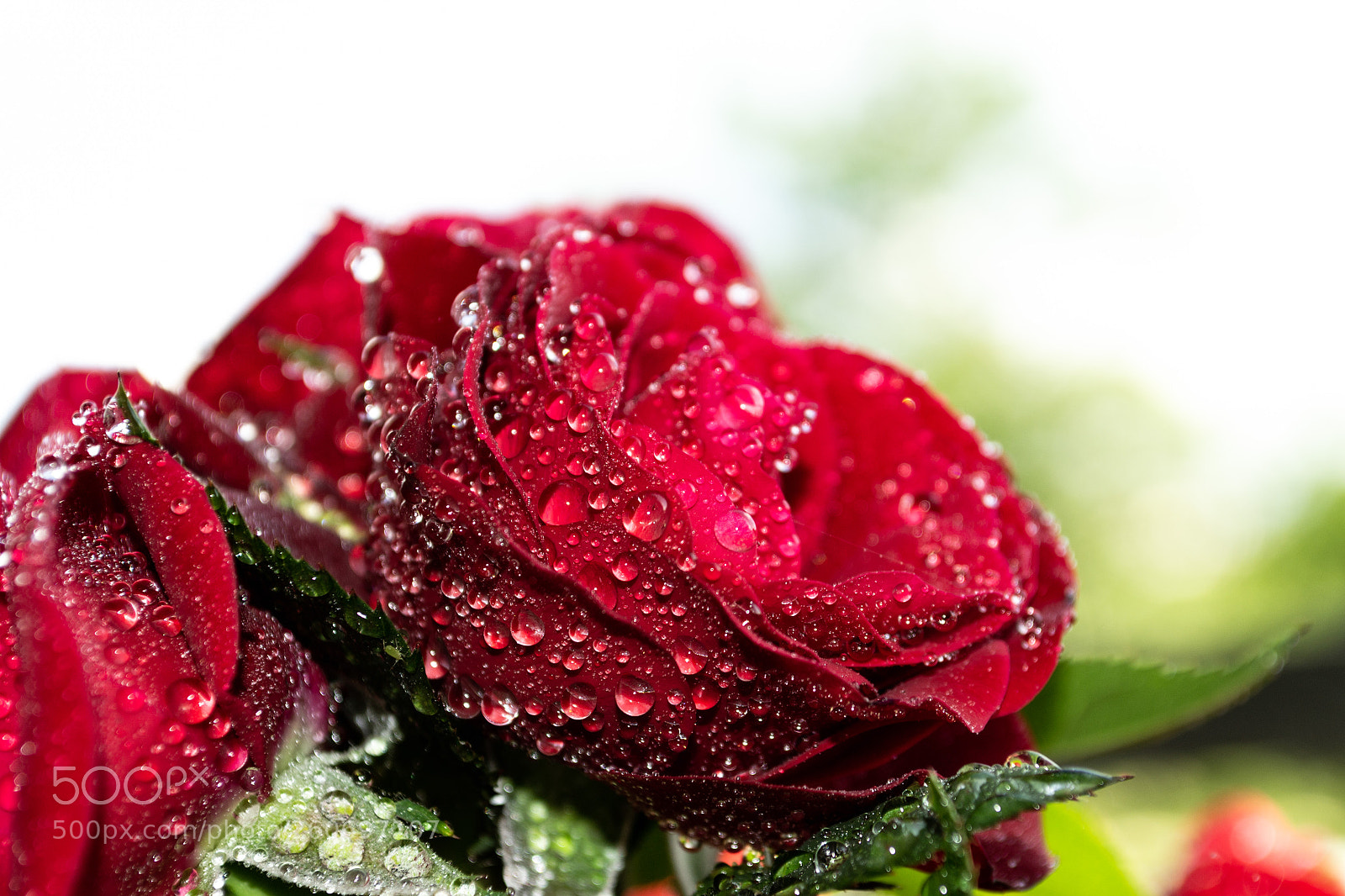 Nikon D3100 sample photo. Rose with water pearls photography