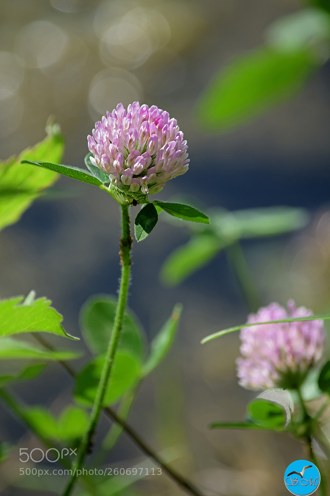 Nikon D3300 sample photo. Cherchez mes 4 feuilles ! photography