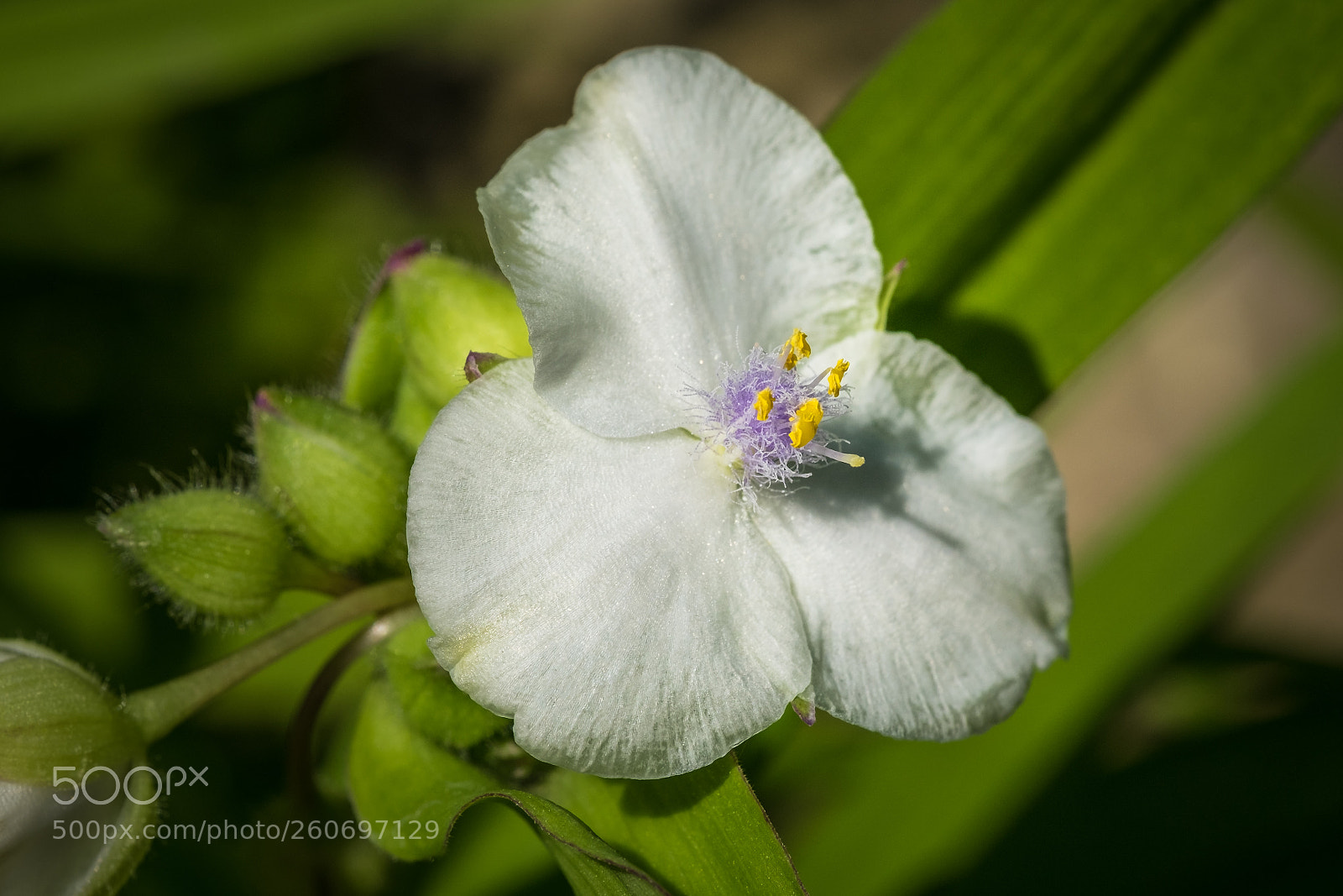 Fujifilm X-T1 sample photo. Dreimasterblume tradescantia x andersoniana photography