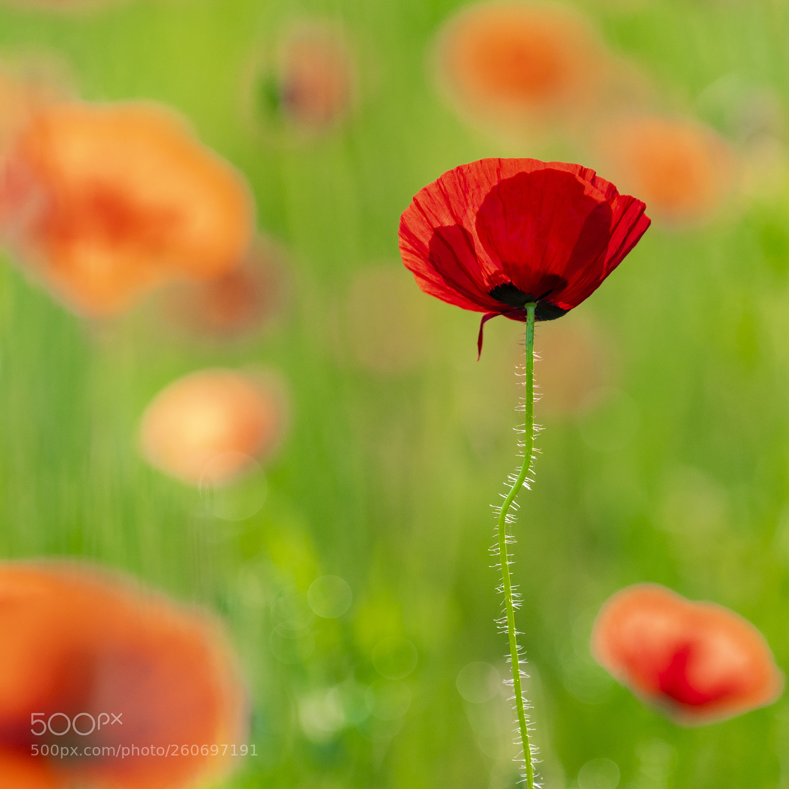 Nikon D500 sample photo. Red poppy photography