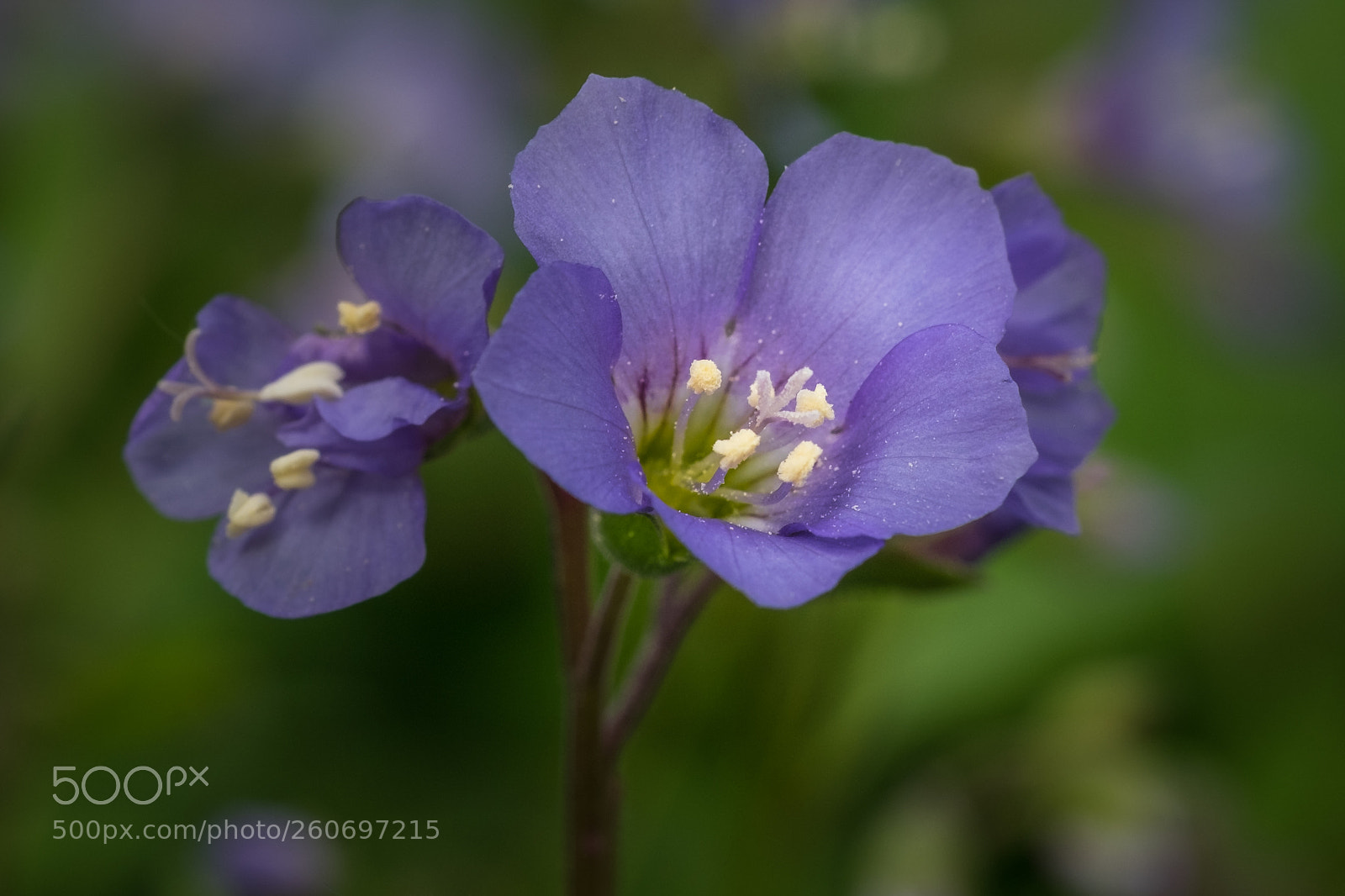 Fujifilm X-T1 sample photo. Jakobsleiter polemonium reptans blue photography