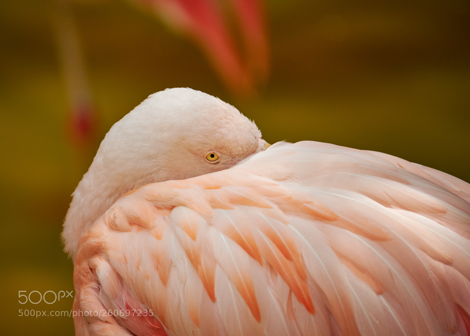 Fujifilm X-H1 sample photo. Eye of the flamingo photography