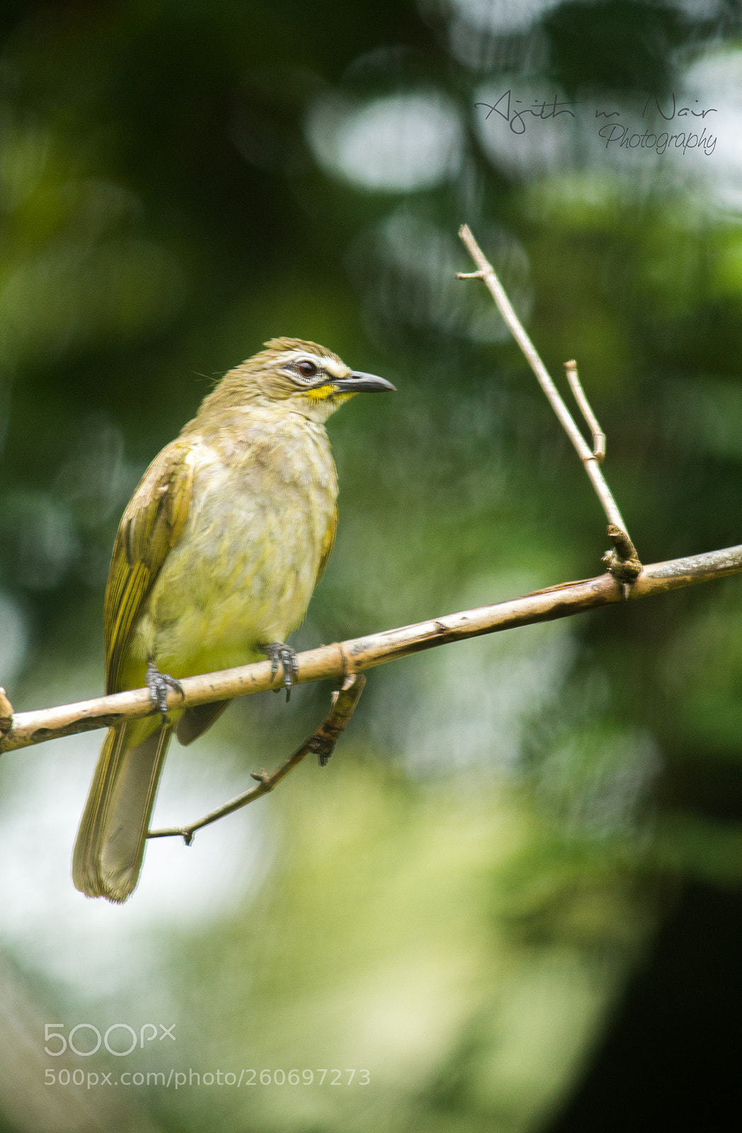 Canon EOS 700D (EOS Rebel T5i / EOS Kiss X7i) sample photo. Bird photography