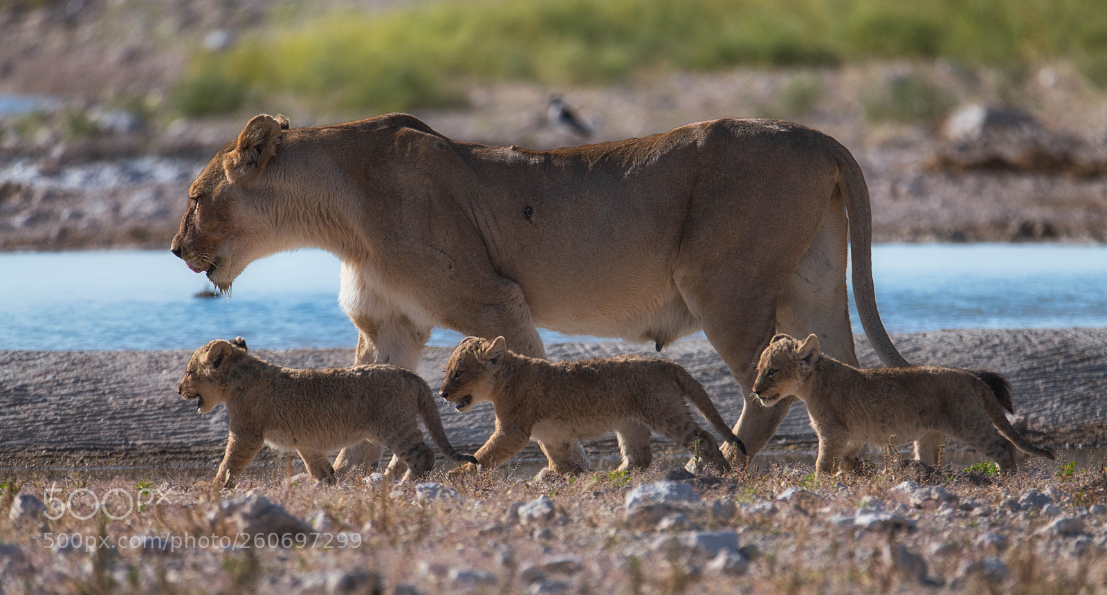 Nikon D850 sample photo. Mother's pride photography