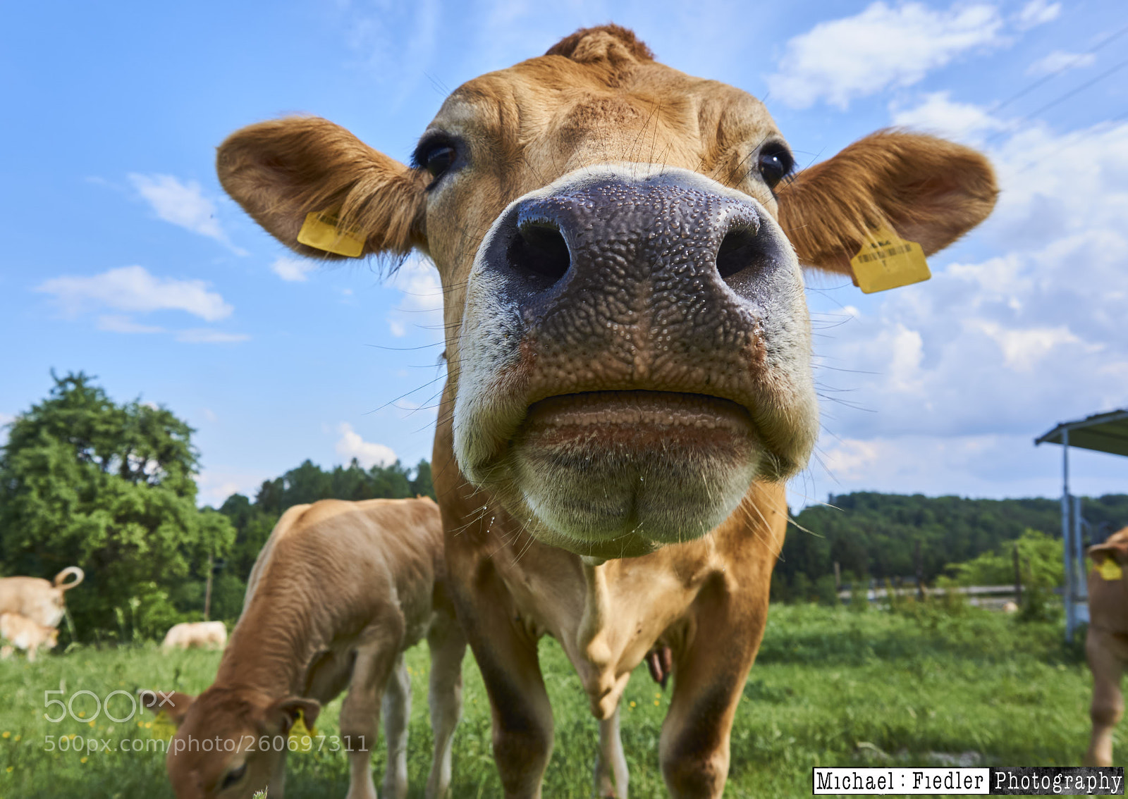 Sony a6000 sample photo. The cow photography