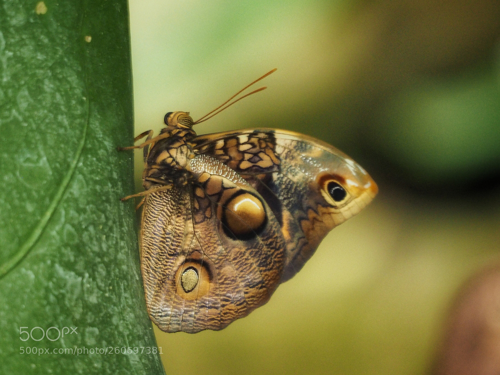 Olympus OM-D E-M1 sample photo. Butterfly photography