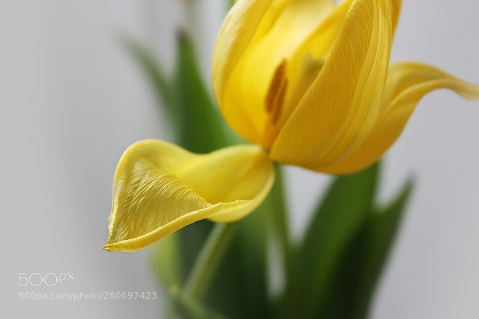 Canon EOS 450D (EOS Rebel XSi / EOS Kiss X2) sample photo. Yellow tulip photography