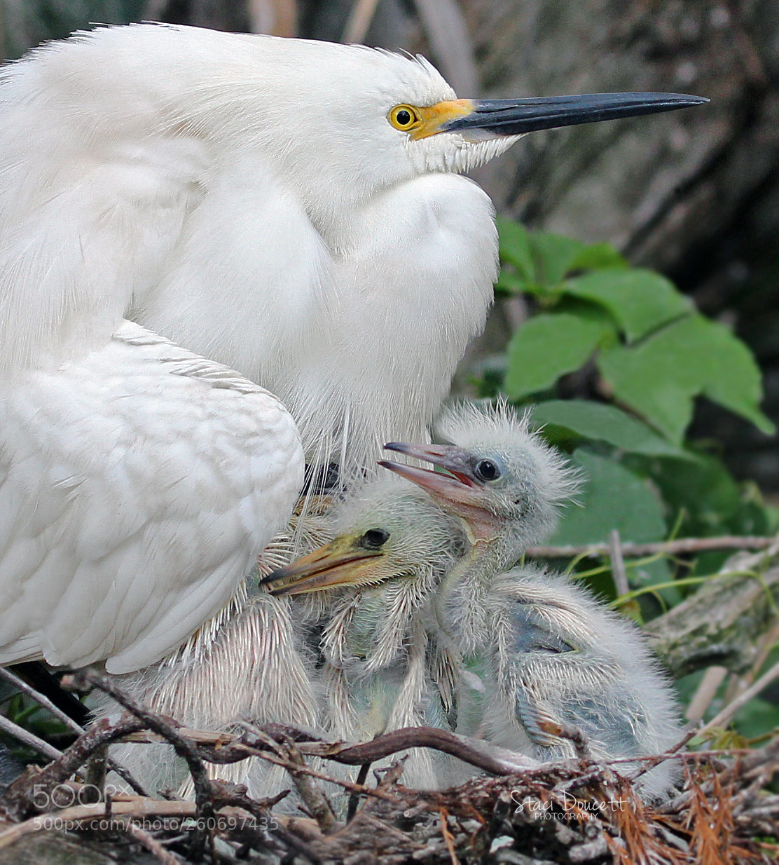 Canon EOS 700D (EOS Rebel T5i / EOS Kiss X7i) sample photo. Snowy egret with chicks photography