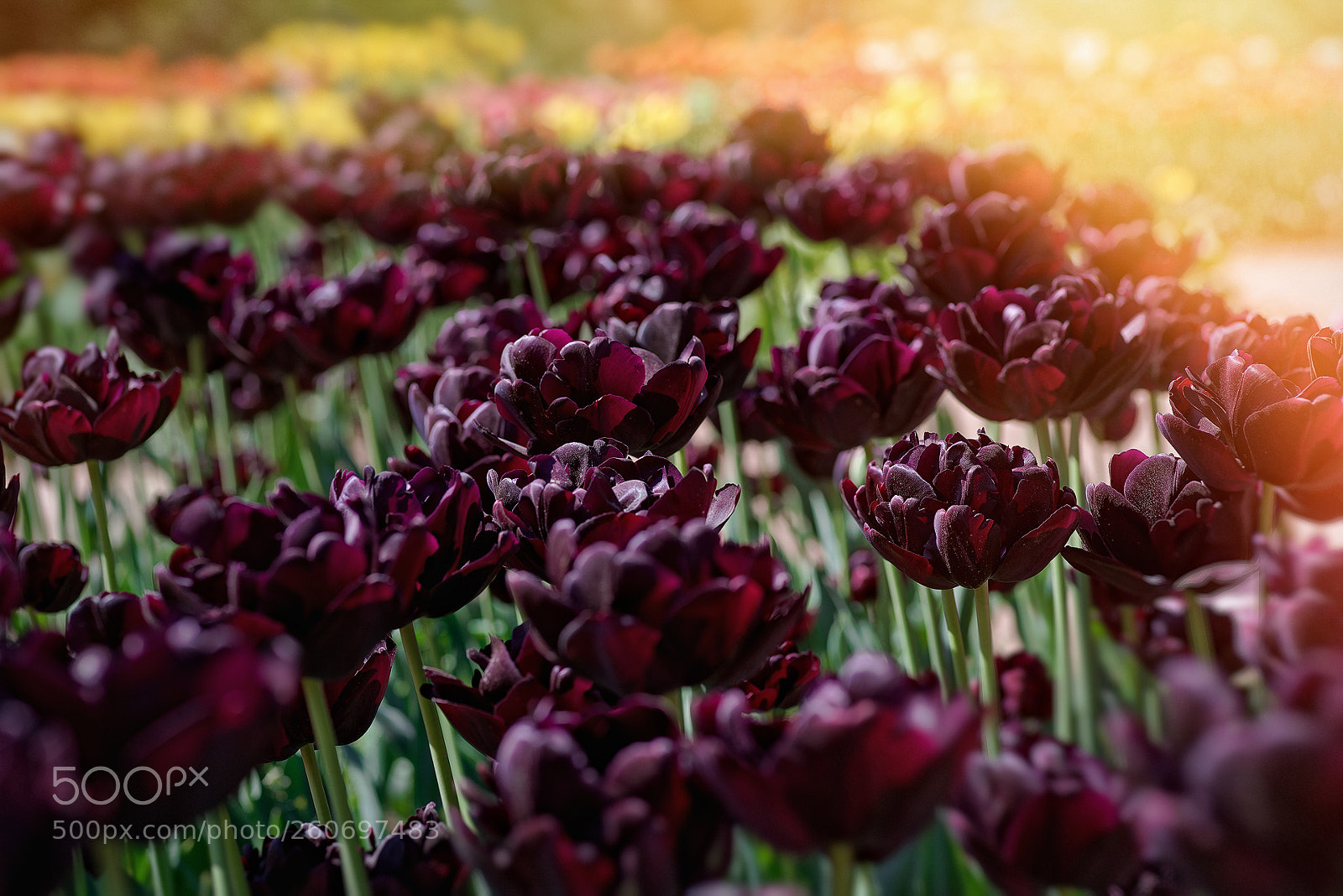 Pentax K-1 sample photo. Springtime... (12) photography