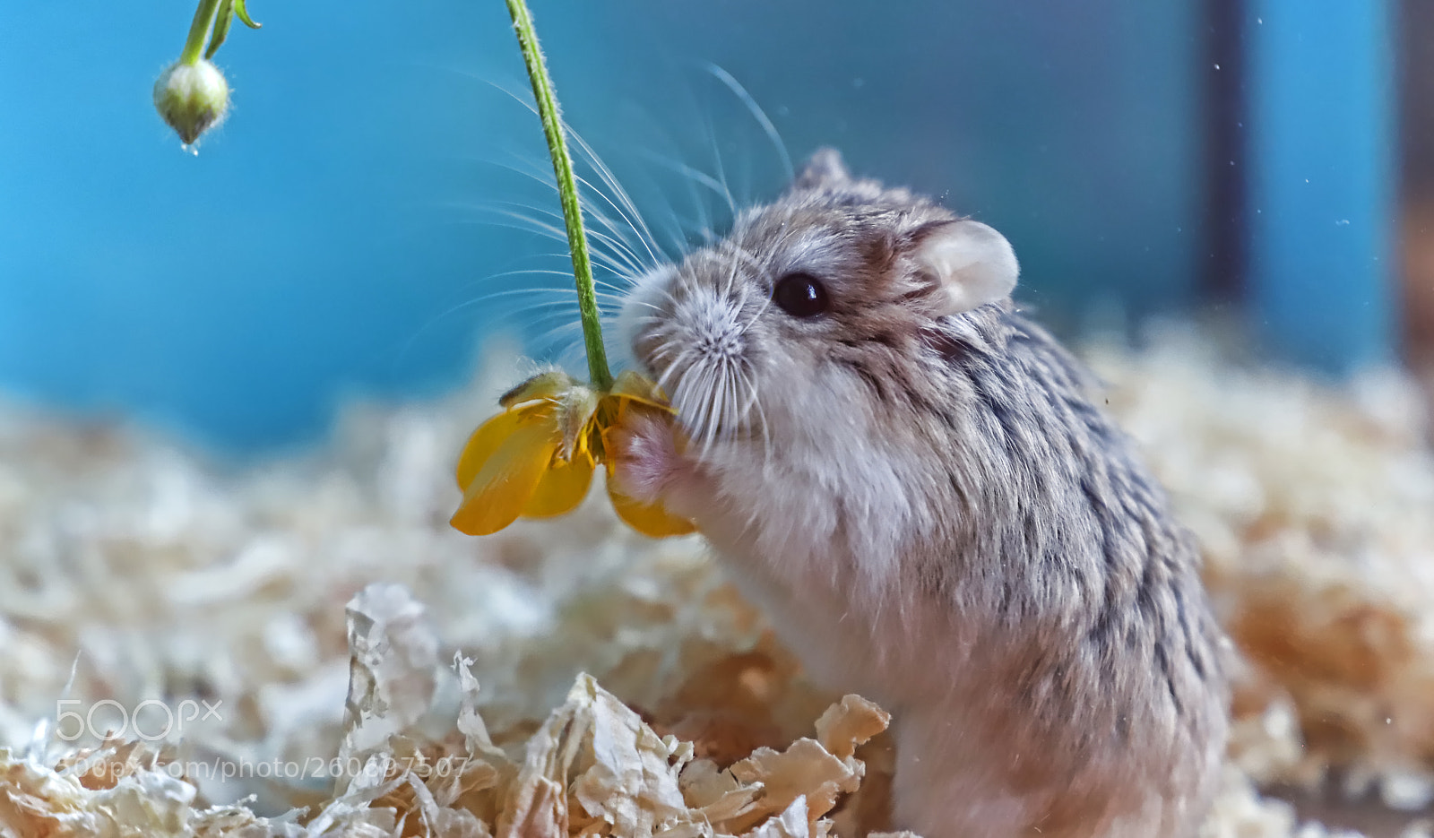 Canon EOS 6D Mark II sample photo. Hammy hamster photography