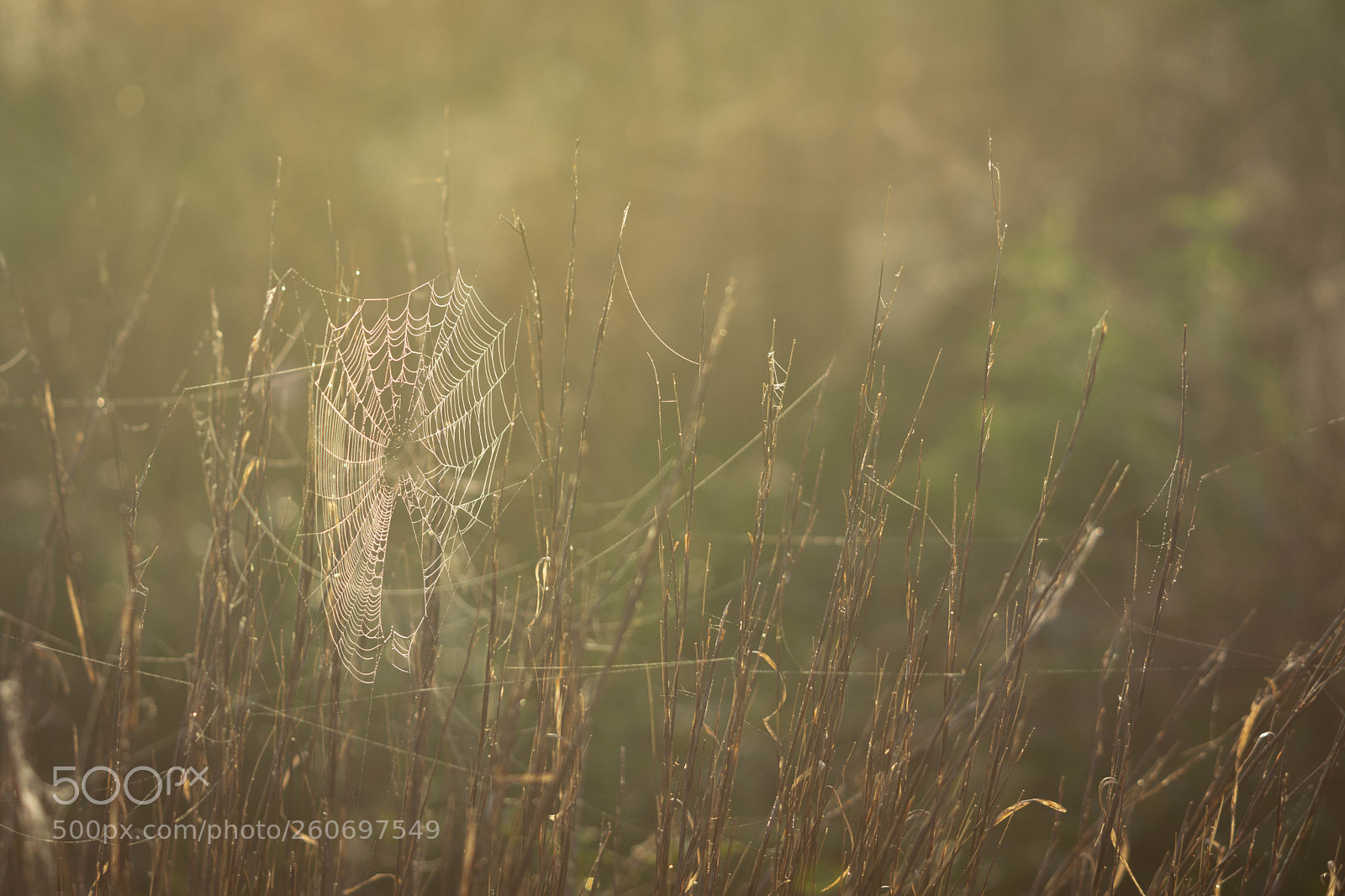 Nikon D7200 sample photo. Dew catcher photography