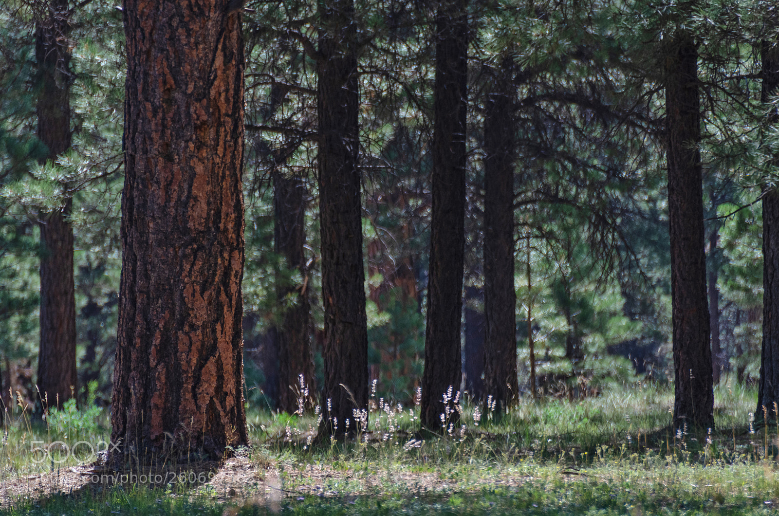 Nikon D5100 sample photo. Into the light there photography