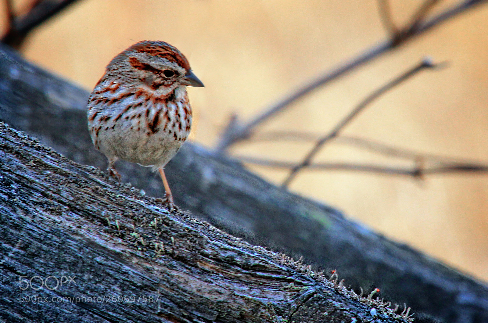 Canon EOS 7D sample photo. Songbird on log photography