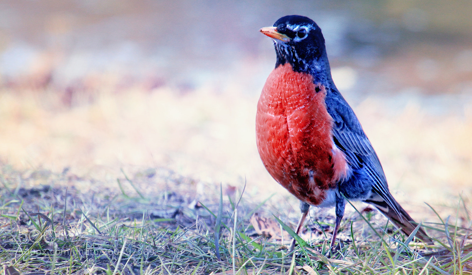 Canon EOS 7D sample photo. Spring again photography
