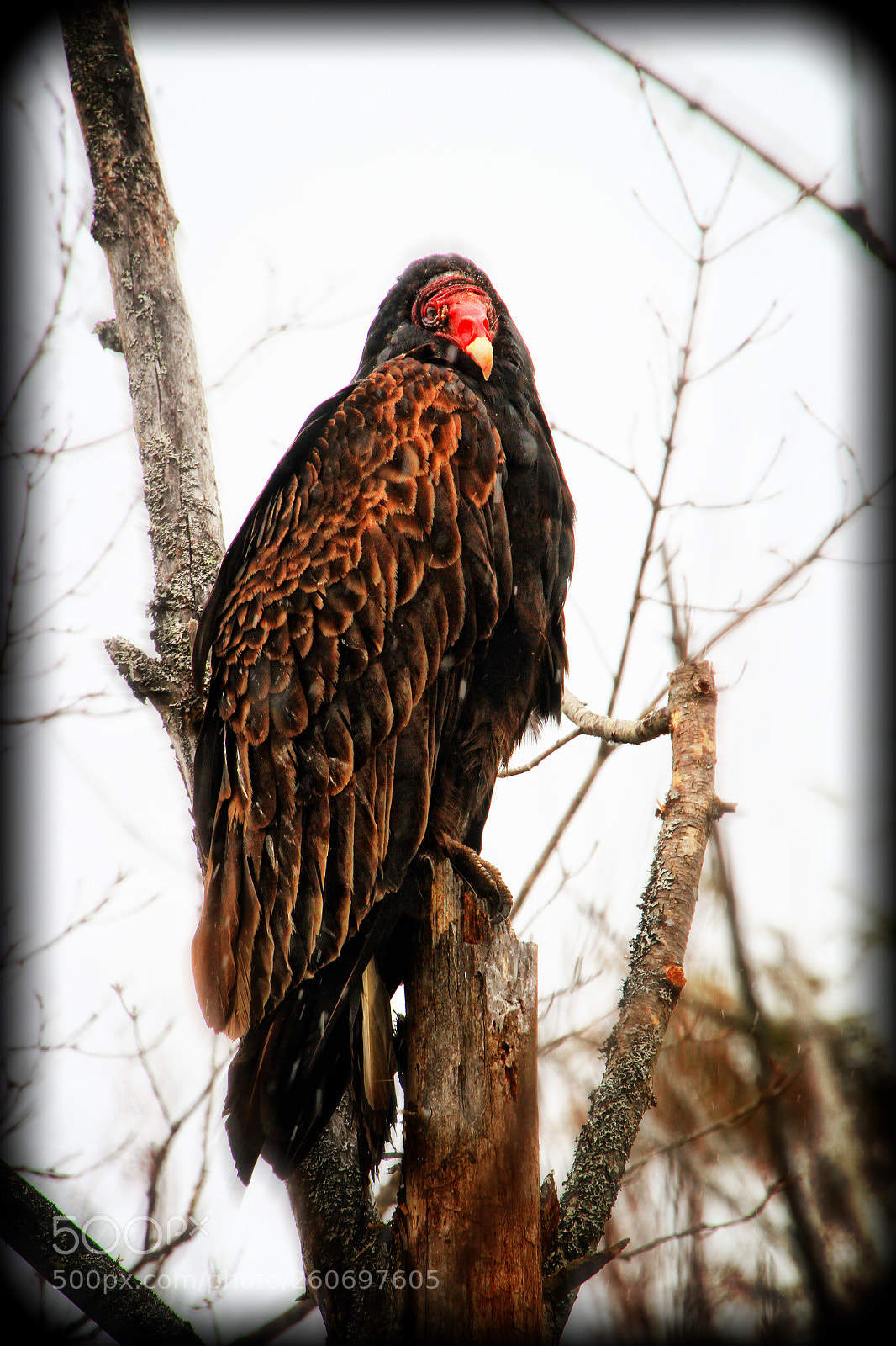 Canon EOS 7D sample photo. A face only a photography