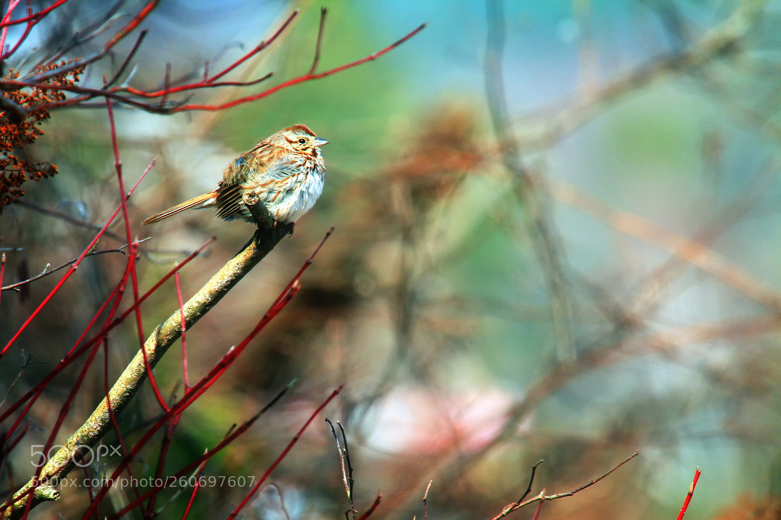 Canon EOS 7D sample photo. Songbird in the willows photography