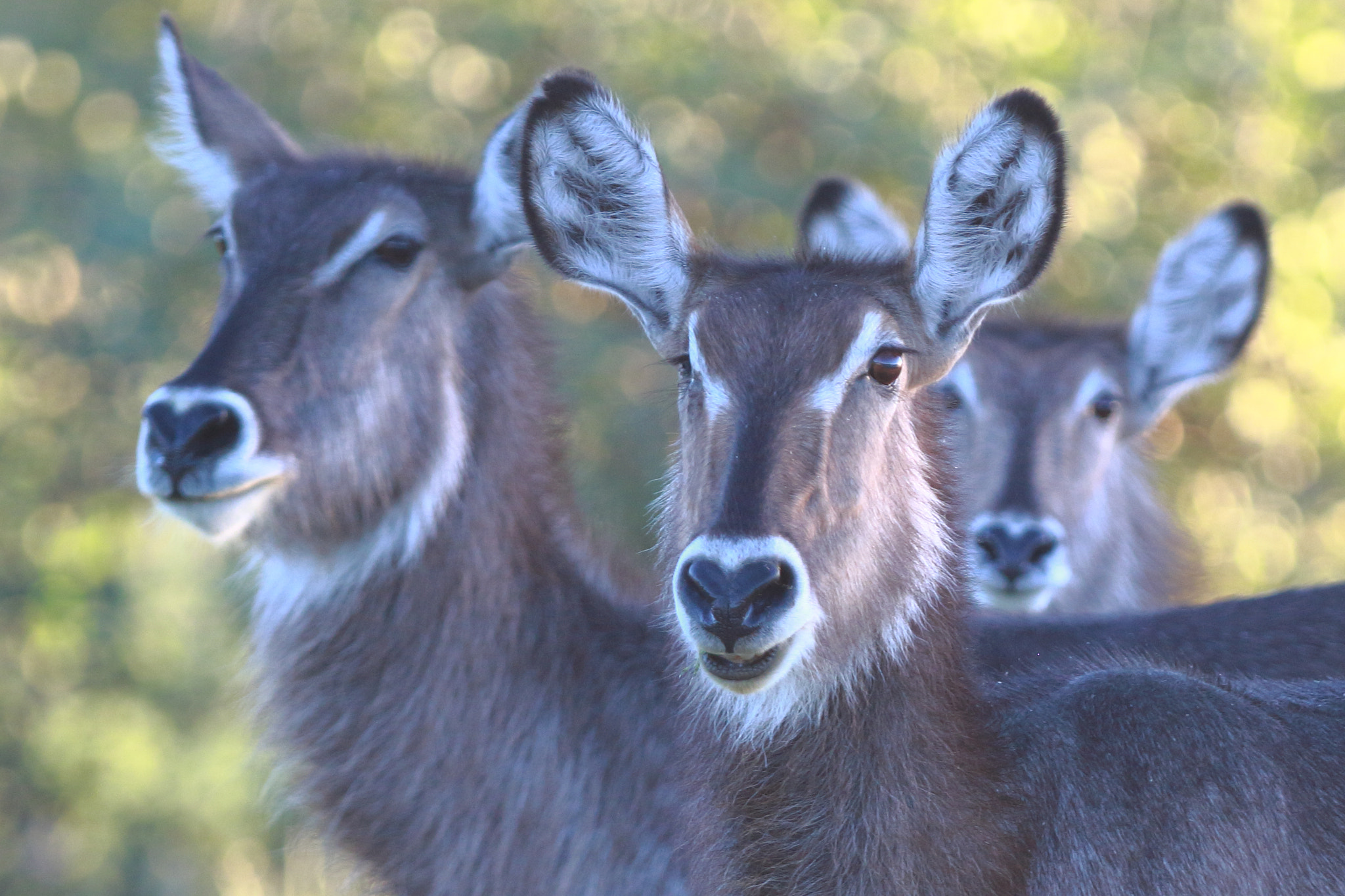 Canon EF 300mm F2.8L IS USM sample photo. Waterbuck photography
