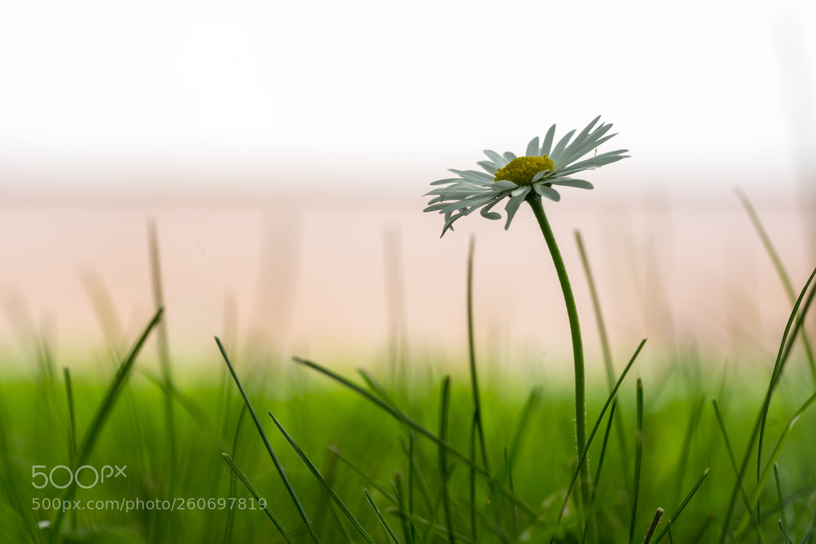 Sony a7R II sample photo. Wild flowers photography