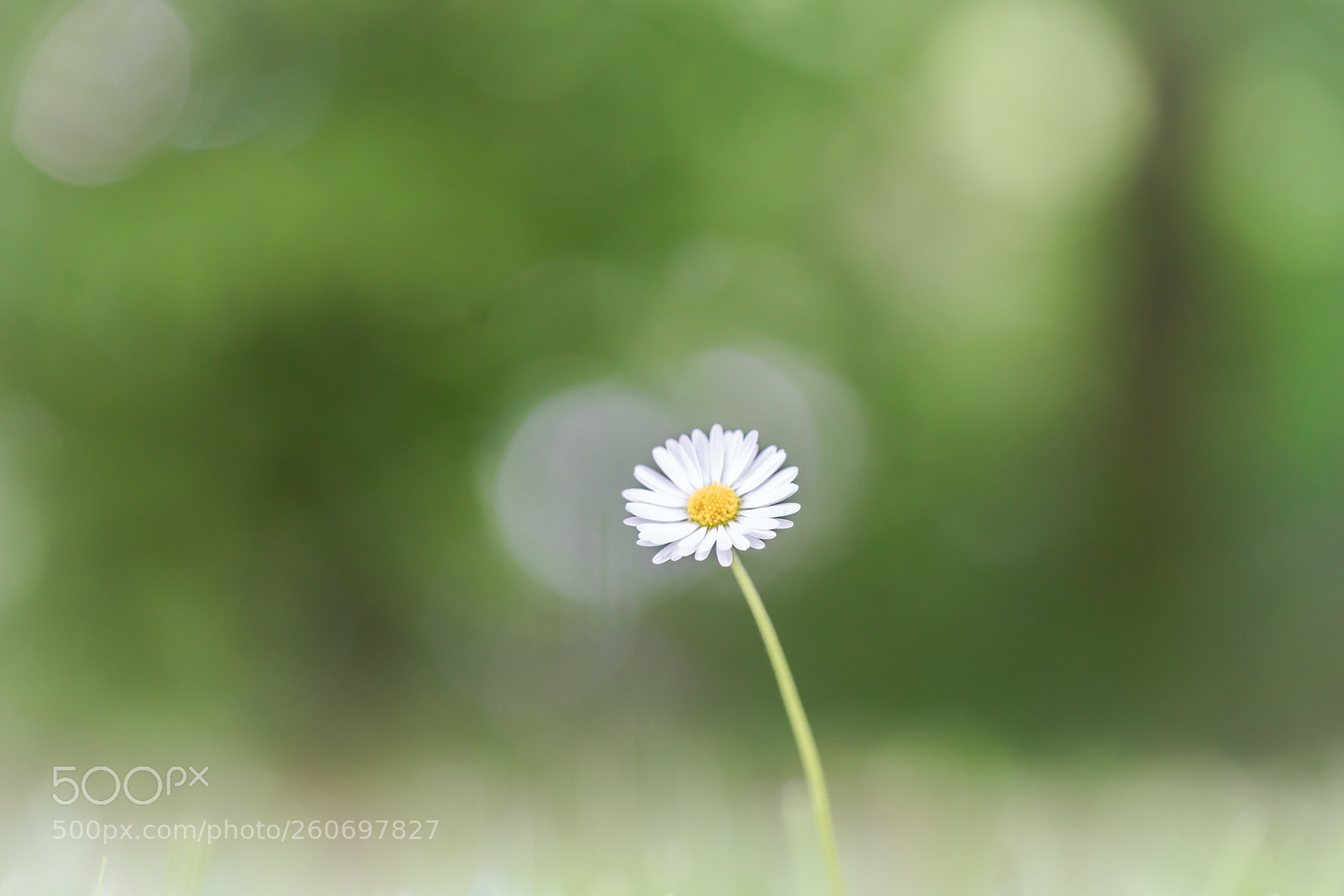 Sony a7R II sample photo. Wild flowers photography