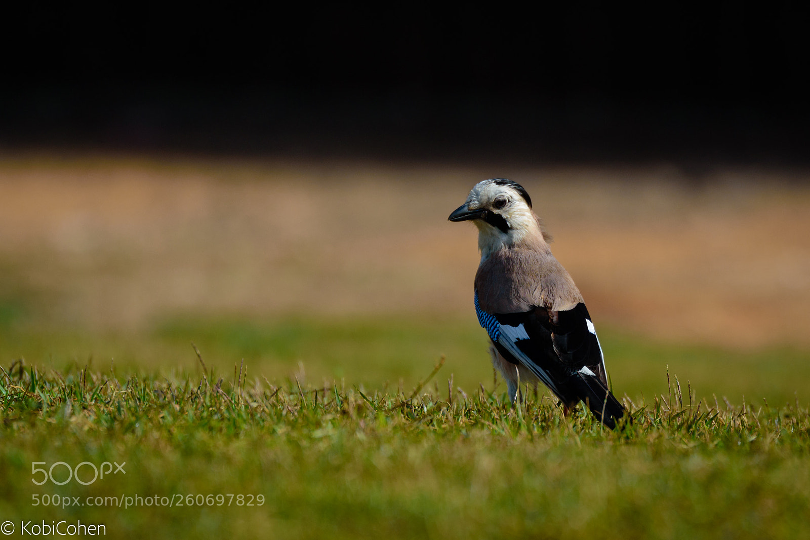 Nikon D5600 sample photo. Eurasian jay photography