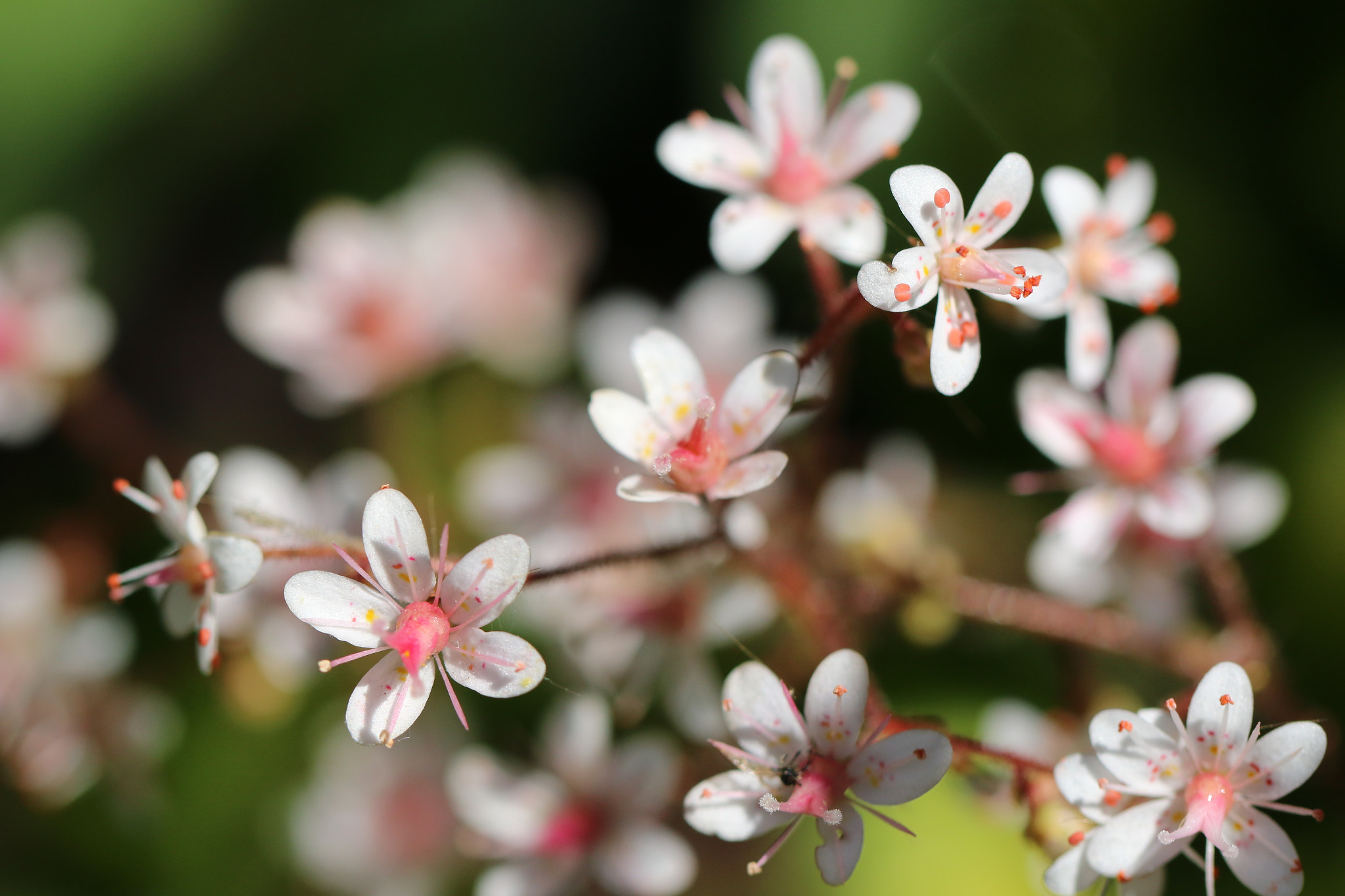 Canon EF 100mm F2.8L Macro IS USM sample photo. London pride photography