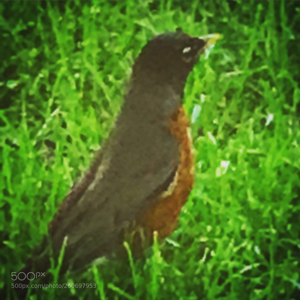 Apple iPhone 7 Plus sample photo. The bird of summer photography