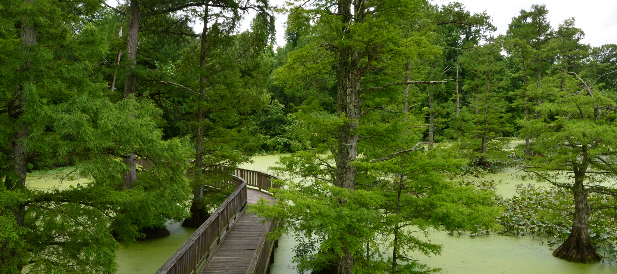 Nikon D3200 sample photo. Green on green photography