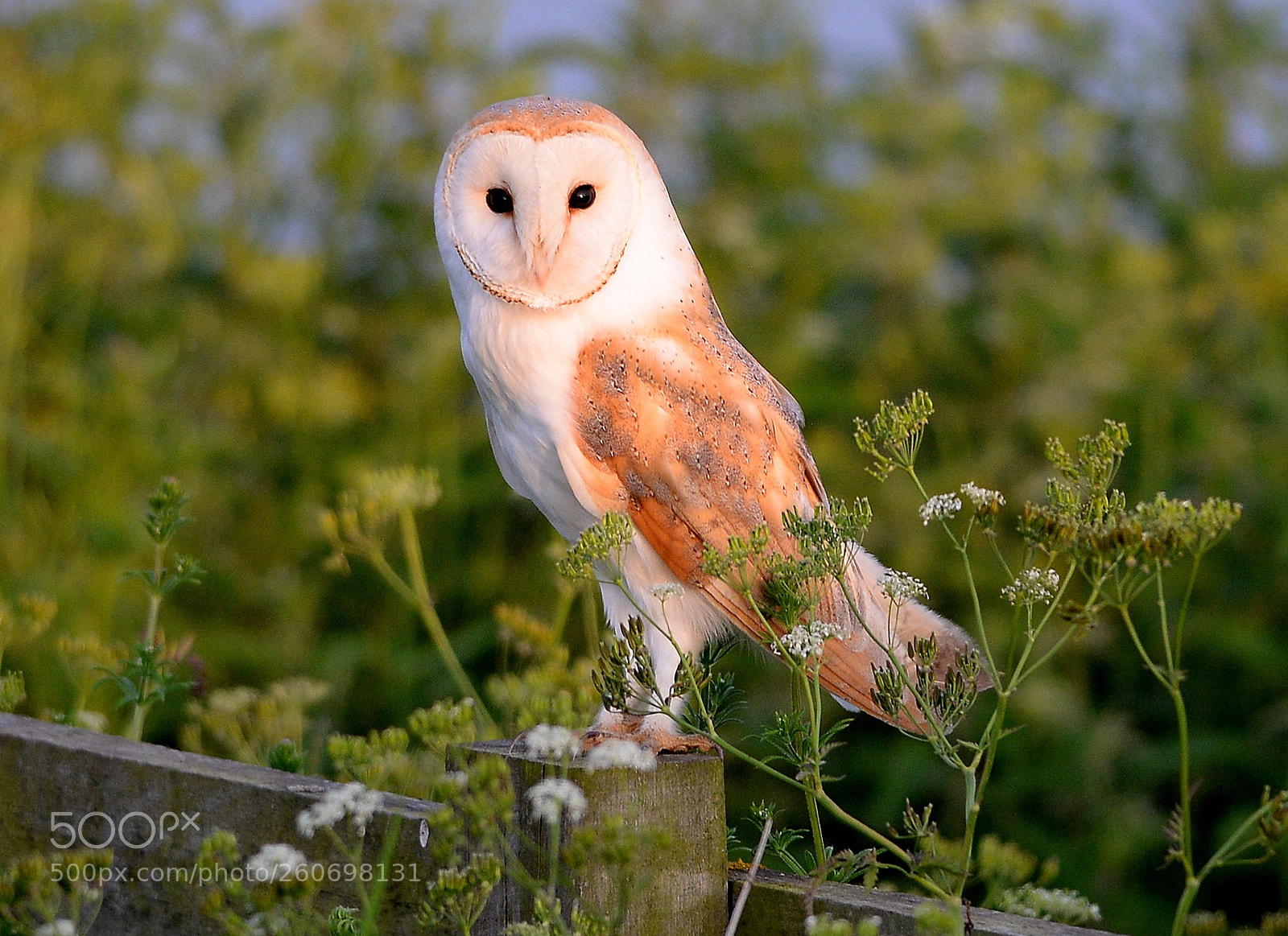 Nikon D610 sample photo. Barn owl photography
