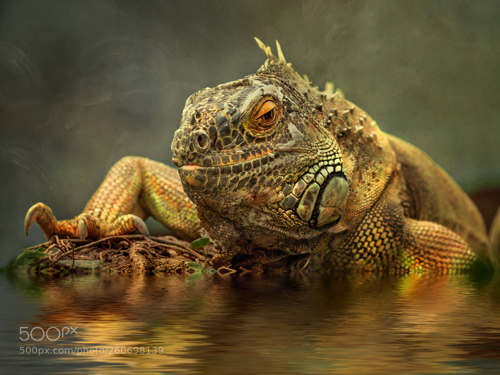 Sony a7R III sample photo. Iguana photography