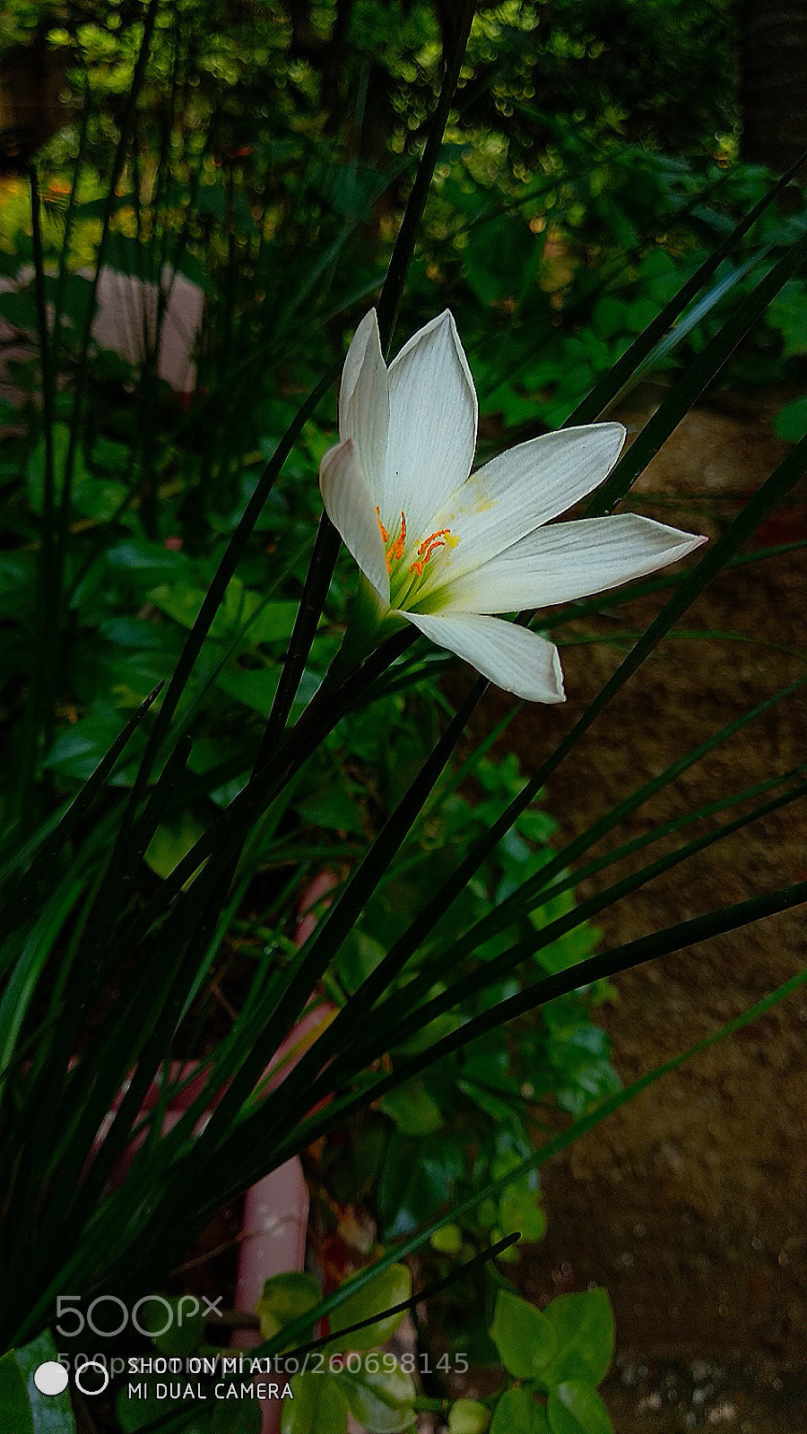 Xiaomi Mi A1 sample photo. Lily... photography