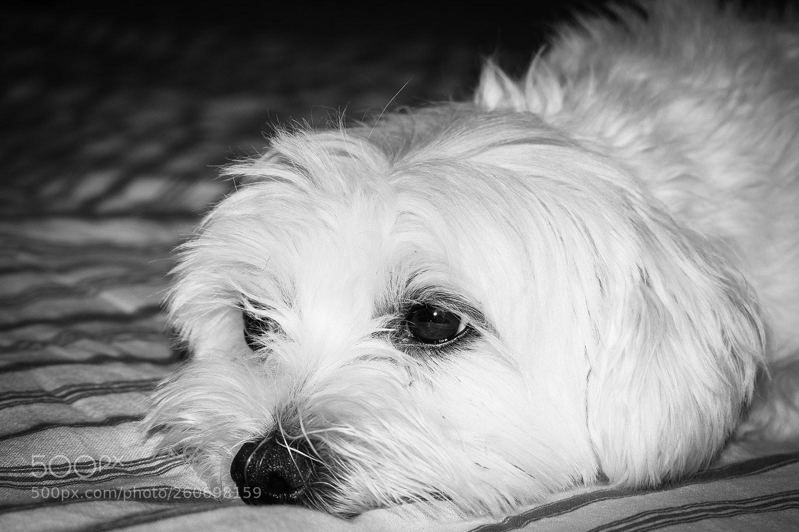 Nikon D5300 sample photo. Maltese puppy taking a photography